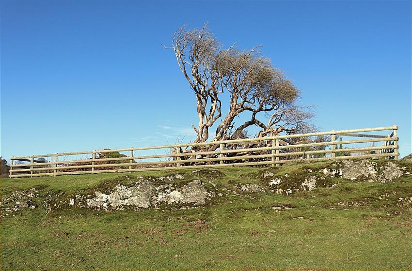 Llanfyllin, Montgomeryshire - The Lonely Tree